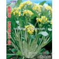 Good quality Cabbage seeds for Sale-F1 Sprouts of Cabbage -Leaf